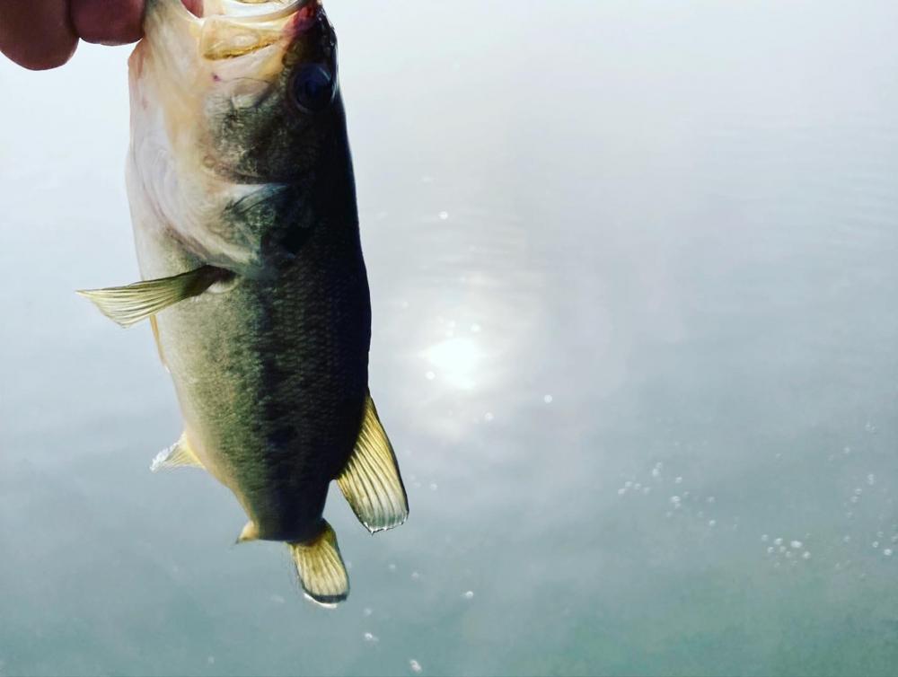 淀川小バス祭り