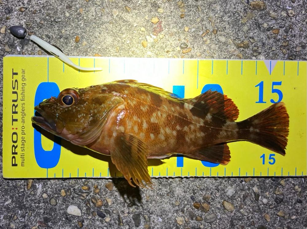 ボトムでガシラ