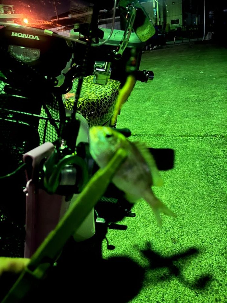 新しいリールの鱗付け