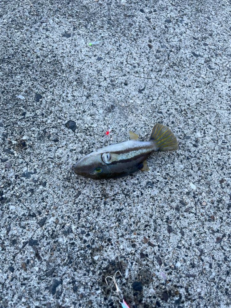 タチウオ狙いの釣り