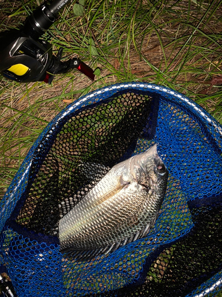 チヌハンターパート30