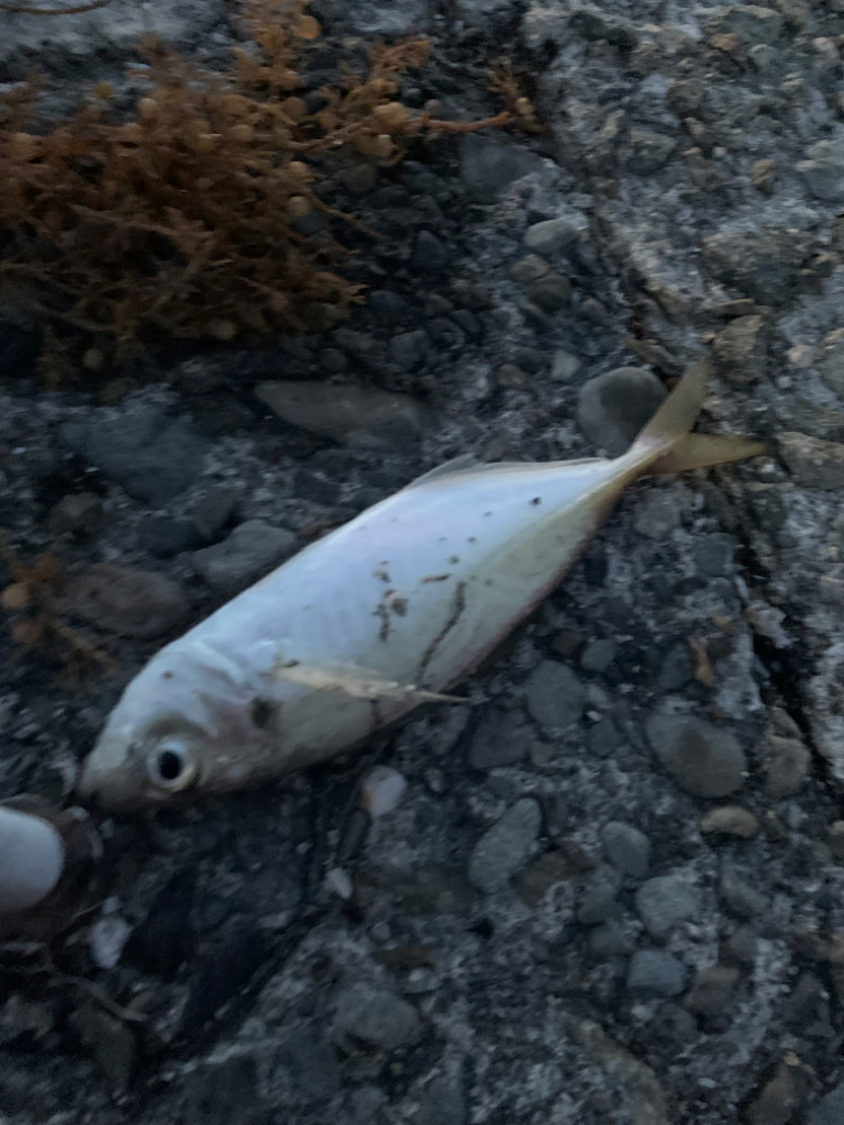 ちっちゃいのがいっぱい