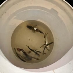 夜間オフショア