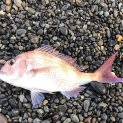 初お披露目でした