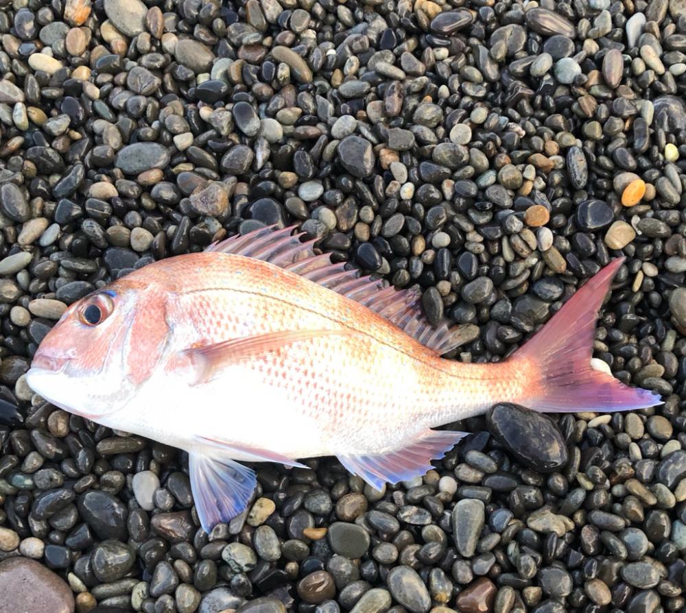 初お披露目でした