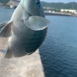 夏のフカセ釣り