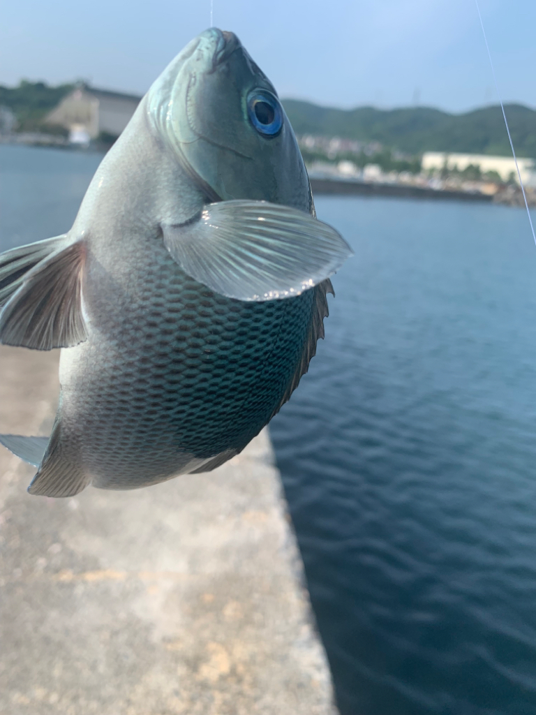 夏のフカセ釣り