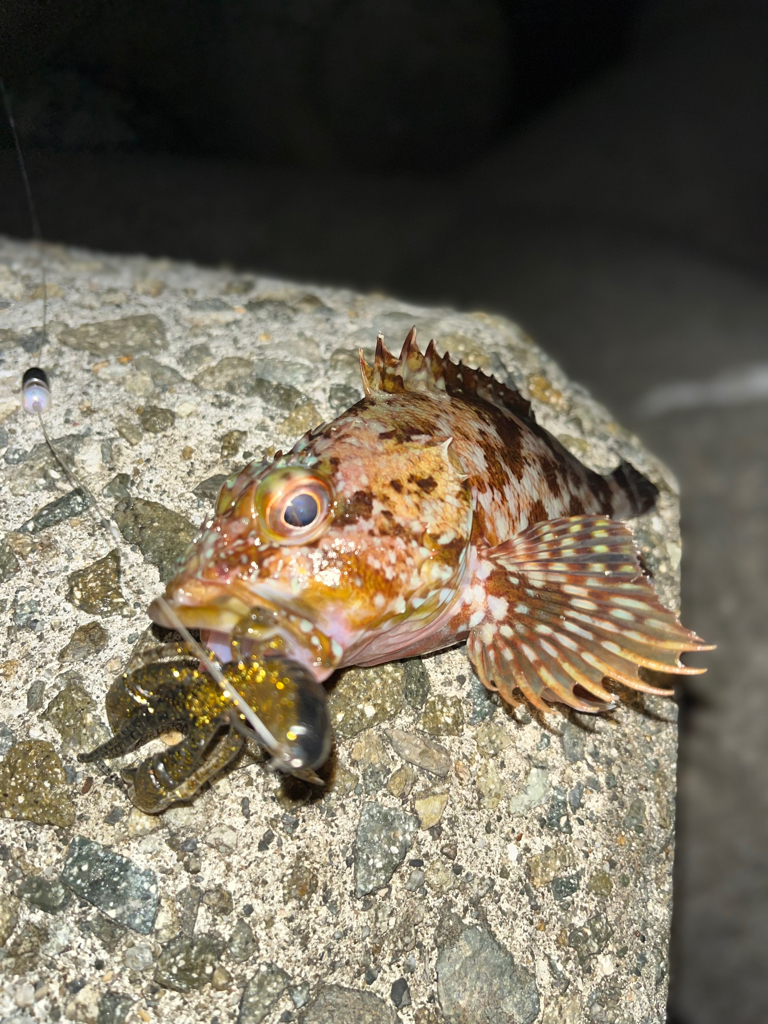 アコウ40up釣りたい