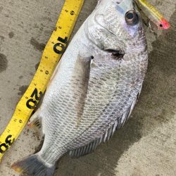 トップチヌはサイコー