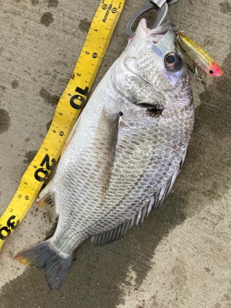 トップチヌはサイコー