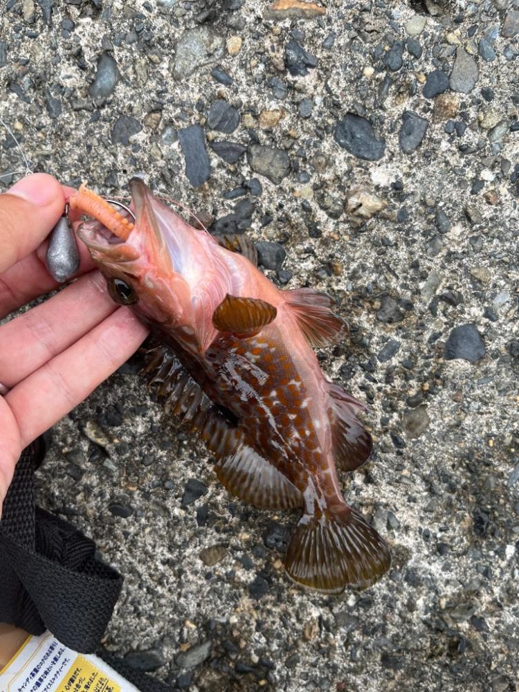 根魚、アオリイカ