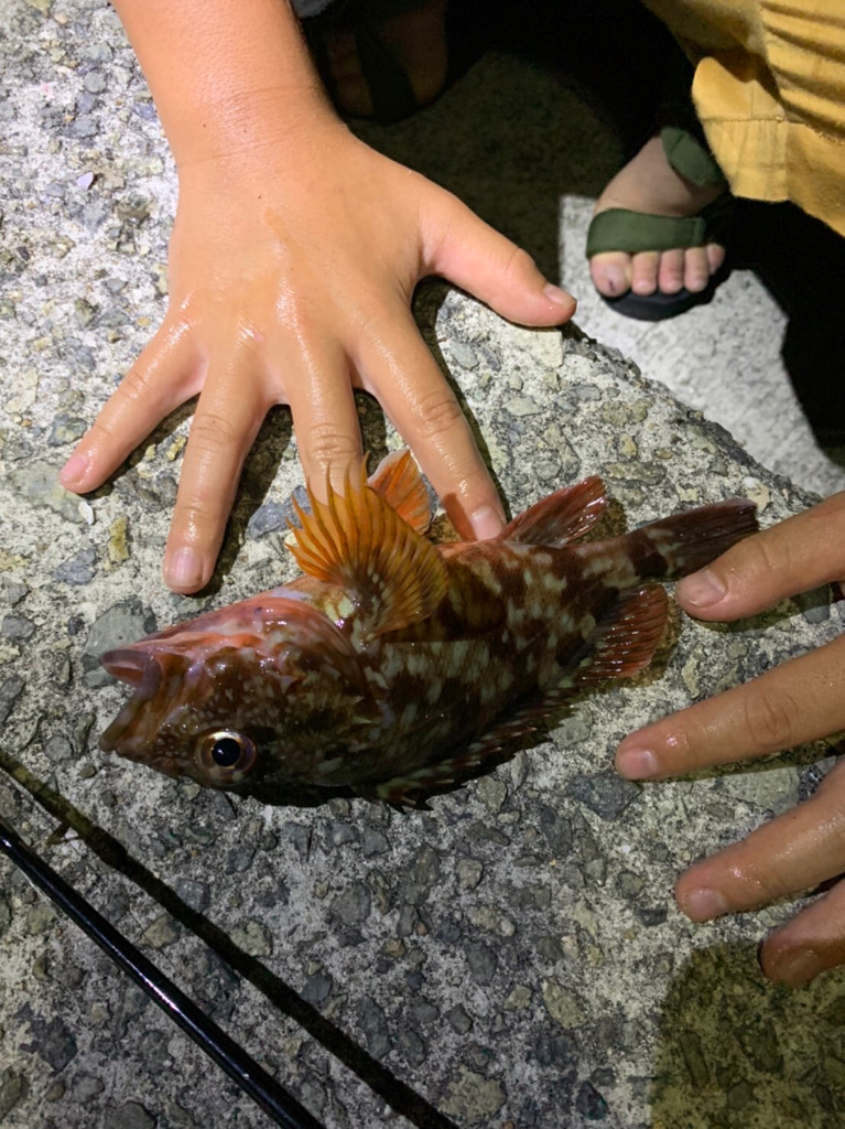 体高ガシラをゲットーサビキはめちゃ釣れる