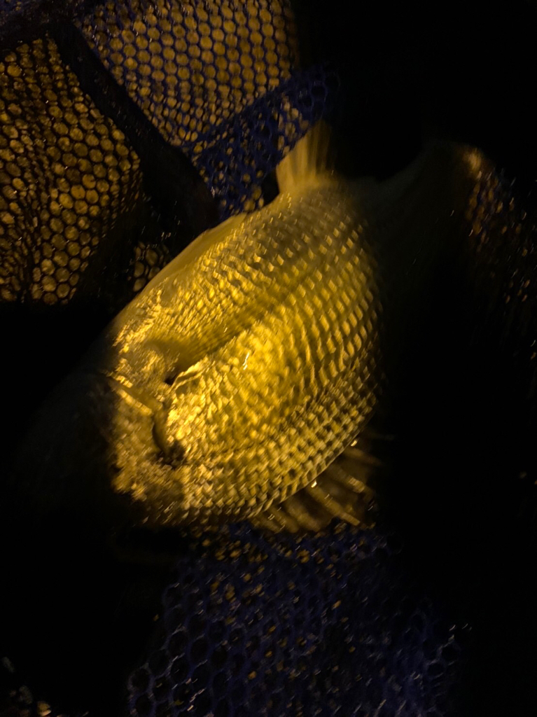 淀川のチニングでついに年無しが！