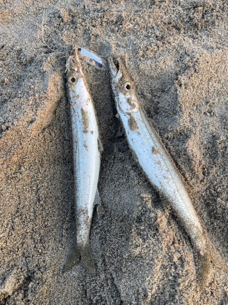 カマスフィーバー♪