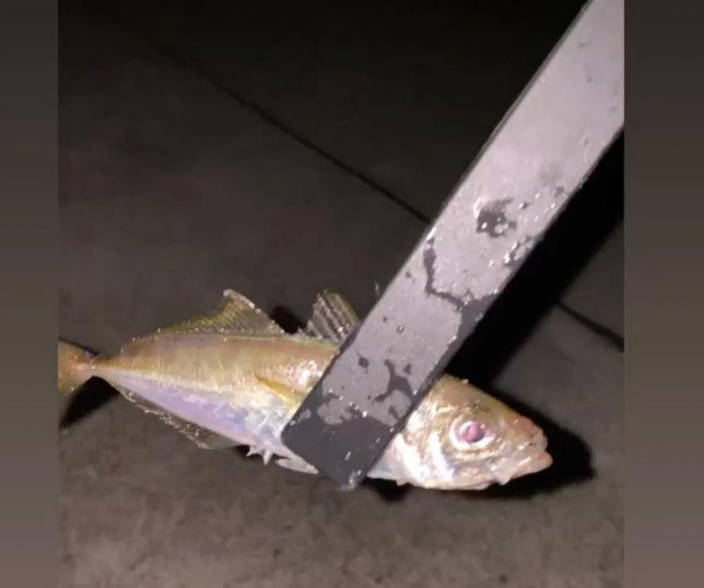 楽しいアジング