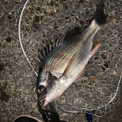 チヌハンターパート37