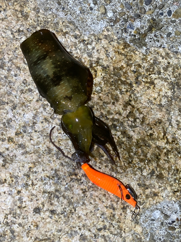 今期初ケンサキ