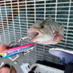 まだまだ釣れてます！