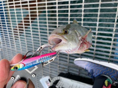 まだまだ釣れてます！