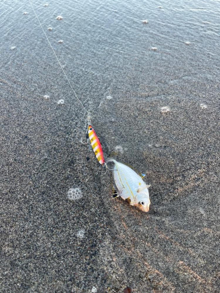 遠州サーフ青物好調‼︎