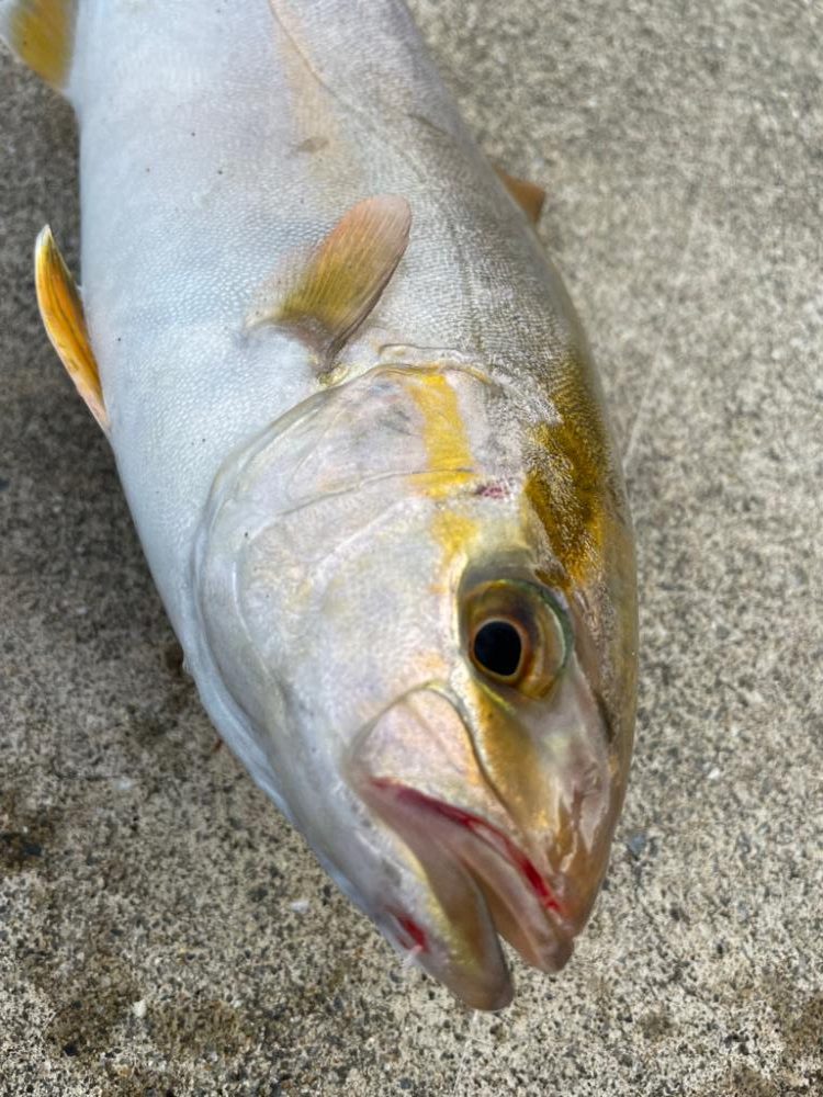 ショアジギング