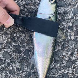 豆アジング&カワハギ