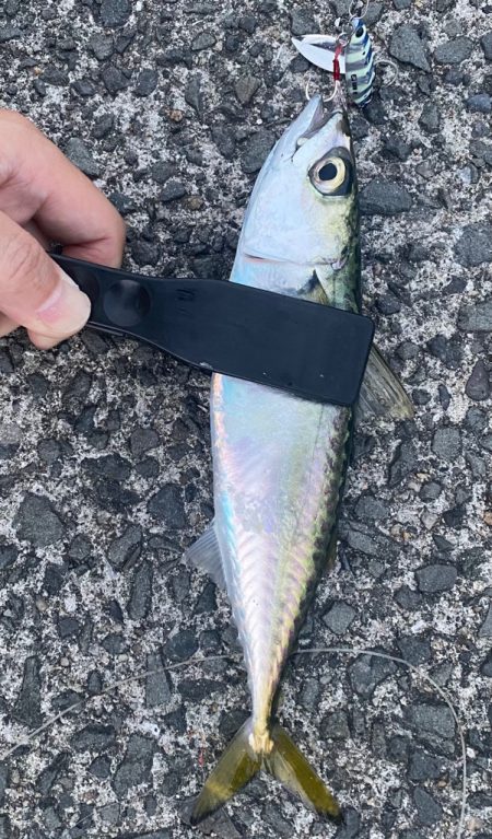 豆アジング&カワハギ