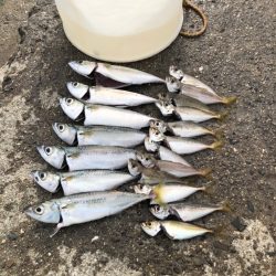 ジグサビキ で豆アジ、小サバ入れ食い