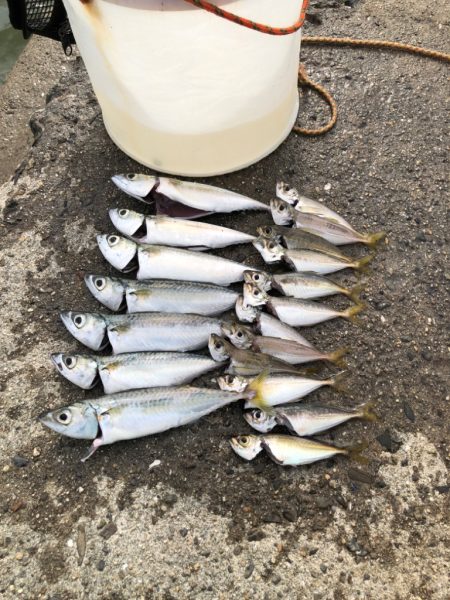 ジグサビキ で豆アジ、小サバ入れ食い