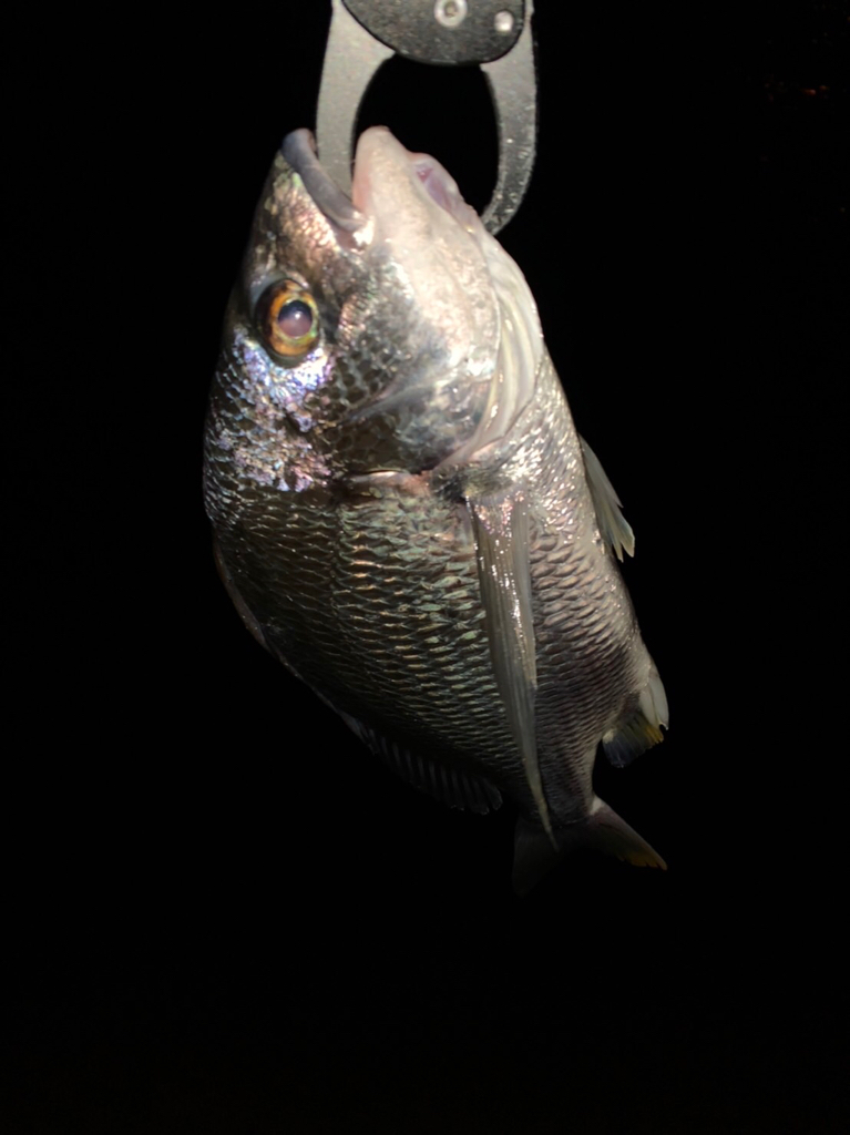 チヌハンターパート29