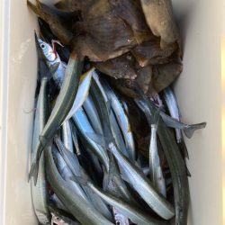 サヨリとハゲと根魚