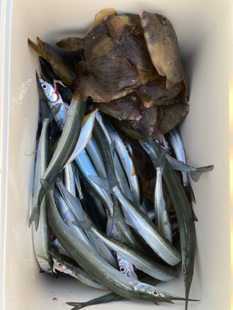 サヨリとハゲと根魚