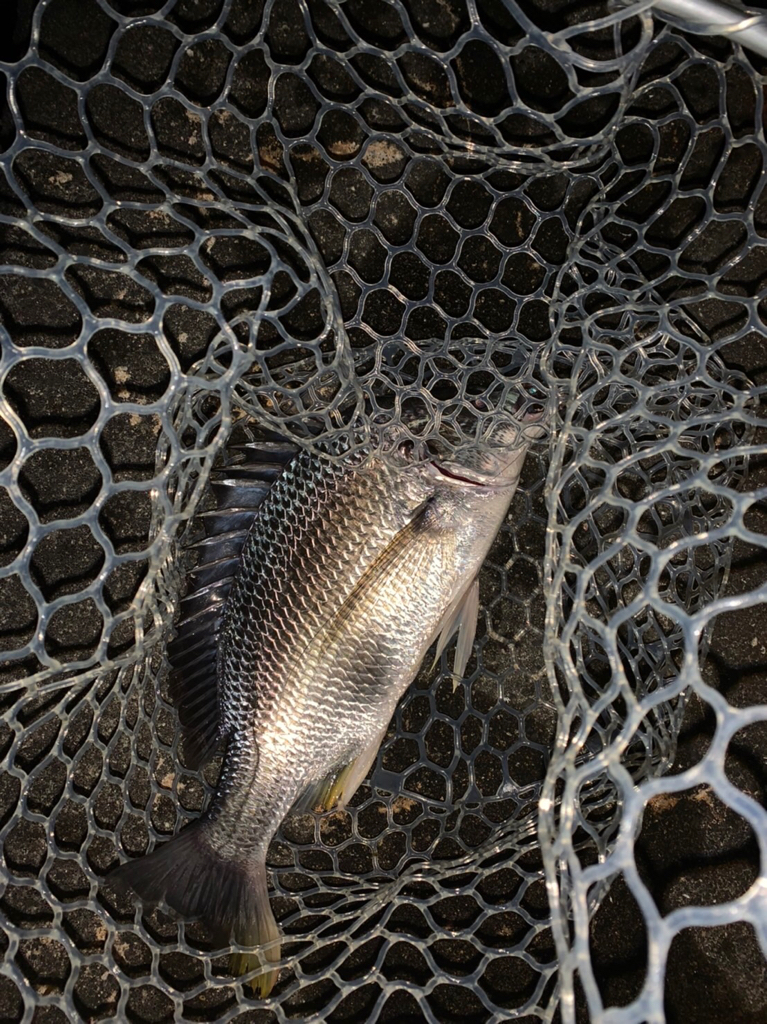 チヌハンターパート35