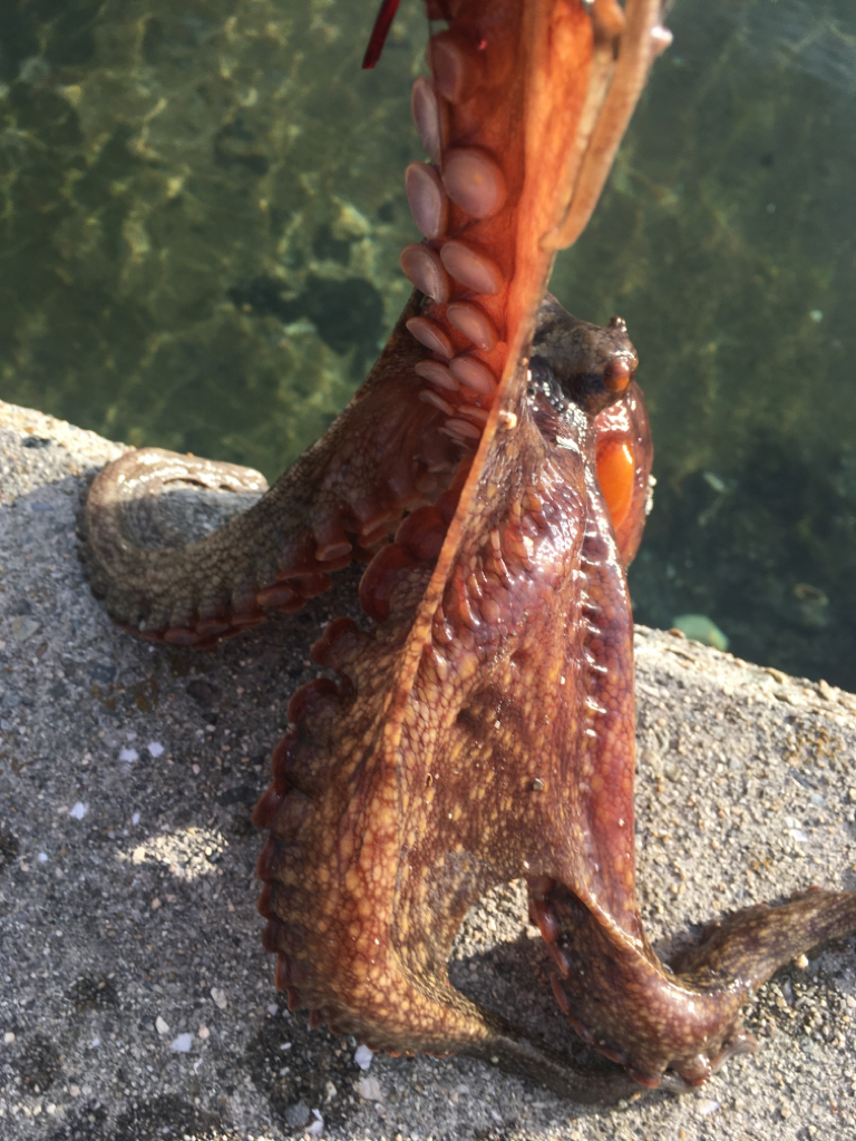 【タコフィネス】 キロ弱2杯