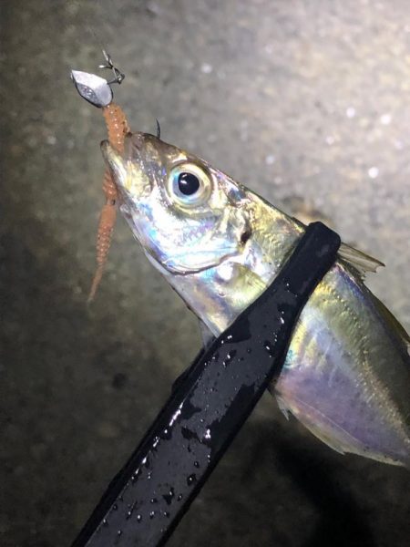 少しサイズアップ