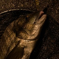 トリプルクロスでチニング大勝利！