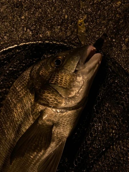 トリプルクロスでチニング大勝利！