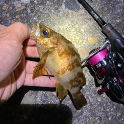 真夏のライトゲーム