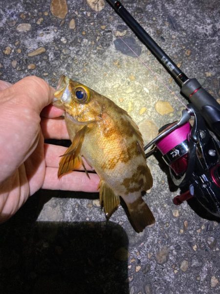 真夏のライトゲーム