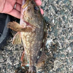 今日もアコウ、ガシラ！