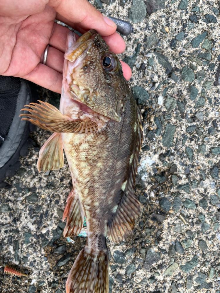 今日もアコウ、ガシラ!