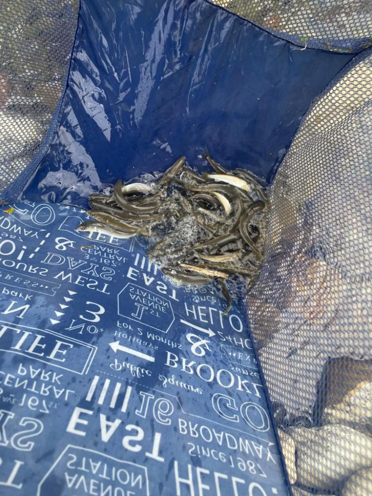 芹川で小鮎釣り