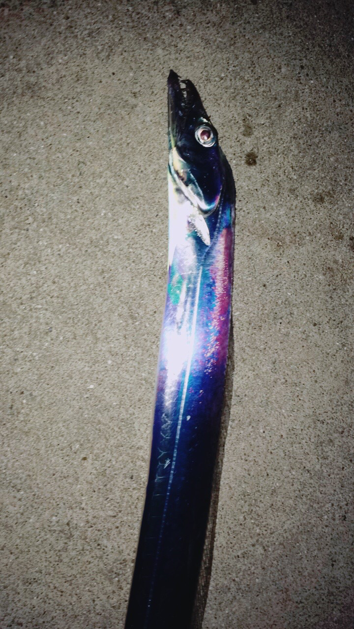 今年の初タチウオ!