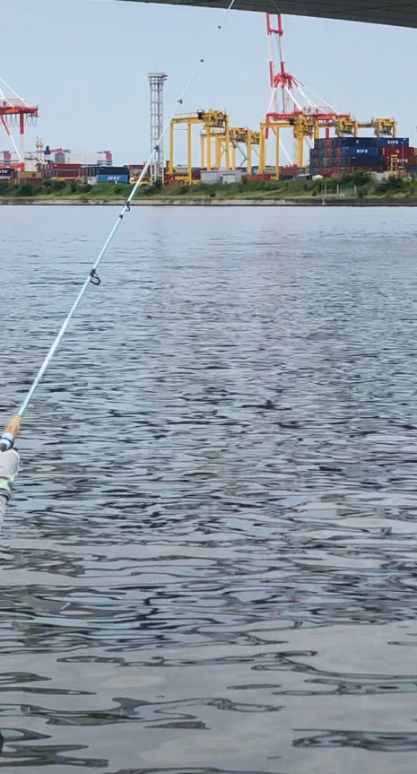 サバ、カタクチイワシで賑やかです!