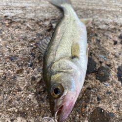 苦潮のチーバス