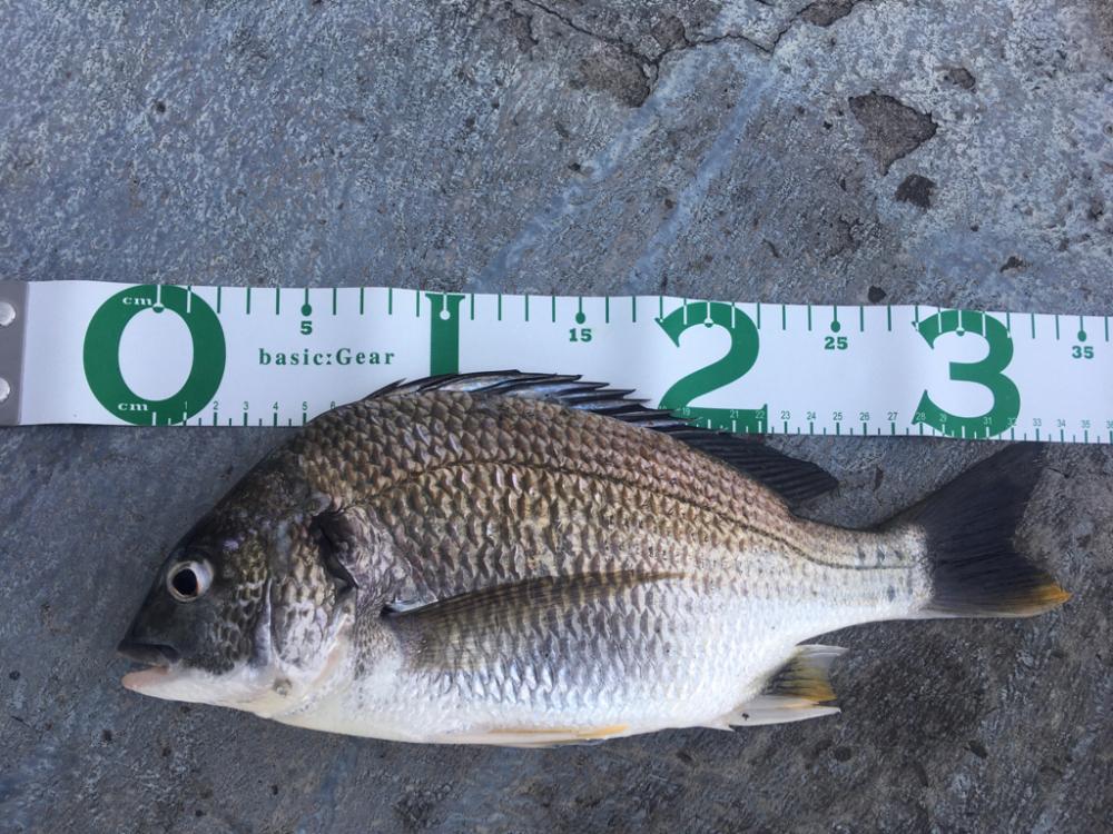 カタクチノマセ