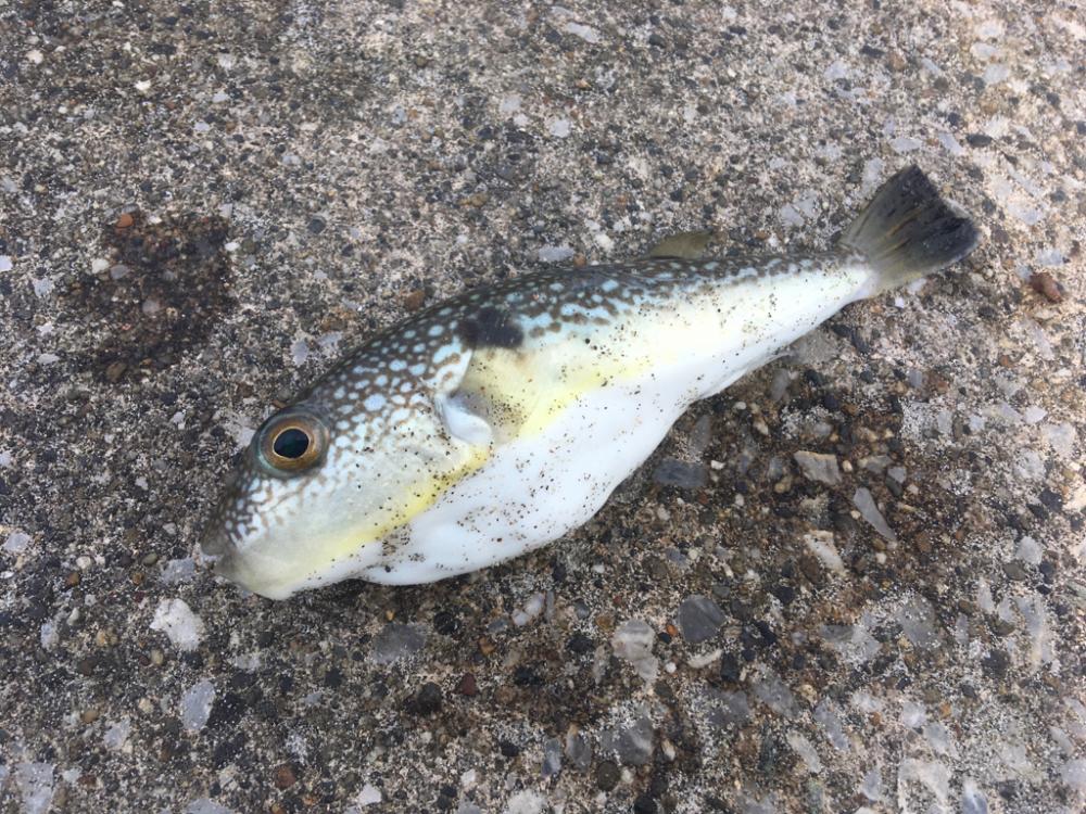 柊　柊　柊　柊