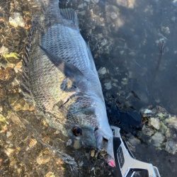 デイトップチニング