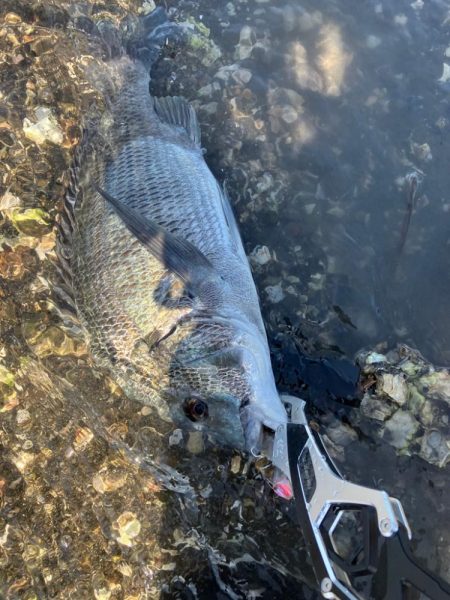 デイトップチニング