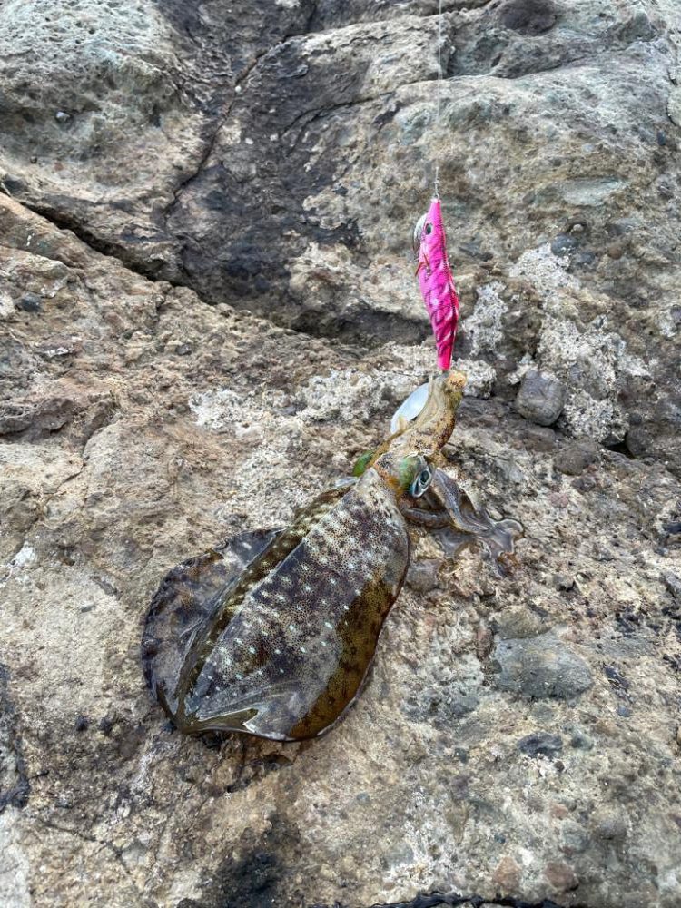 秋イカシーズン!今年はサイズがいい!